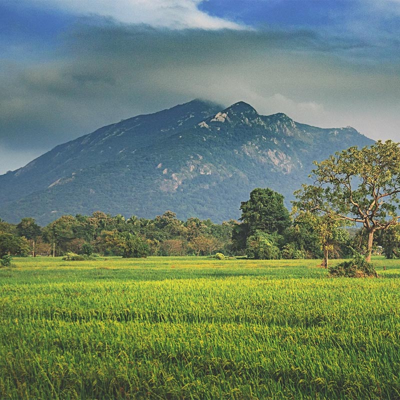 ritigala mountain