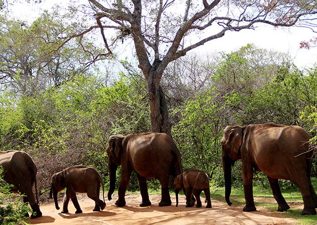 Yala National Park