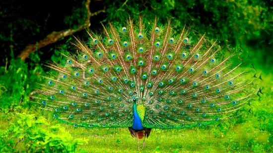 Yala National Park